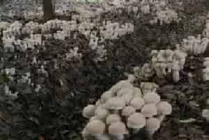 牛粪种蘑菇方法，2次发酵再播种，发菌期要通风