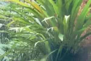 播种繁殖的绿植有哪些?星蕨(水龙骨科星蕨属)