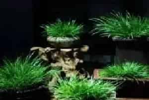 盆景知识 | 种菖蒲用什么土栽——菖蒲养殖土分析