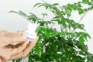 盆栽施肥 | 幸福树多久浇一次营养液