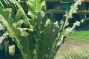 扦插繁殖的绿植有哪些?观叶花烛(天南星科花烛属)密林王花烛