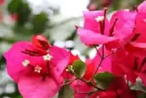 盆栽施肥 | 三角梅有花苞了需要施肥吗