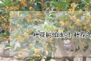 桂花树怕冻吗 桂花冬天怎样养护
