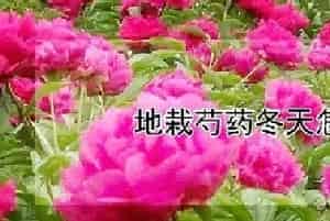 地栽芍药冬天怎样过冬