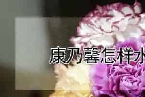 康乃馨怎样水培生根