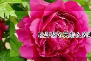牡丹花冬天怎么养要注意什么