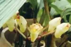 分生繁殖的绿植有哪些?台湾坛花兰(兰科坛花兰属)坛花兰、钟馗兰