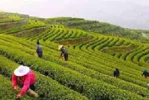 黄金茶的栽培前景