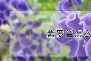 紫罗兰怎么插花
