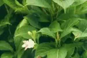 扦插繁殖的绿植有哪些?海仙花(忍冬科锦带花属)五色海棠、朝鲜锦带花