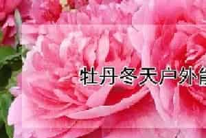 牡丹冬天户外能冻死吗