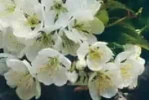 嫁接繁殖的花卉有哪些?樱桃(蔷薇科李属)莺桃、英桃