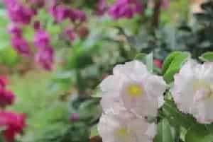 盆景养护管理 | 沙漠玫瑰只长叶不开花怎么办
