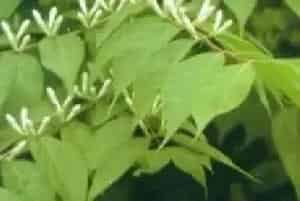 扦插繁殖的绿植有哪些?金银木(忍冬科忍冬属)金银忍冬