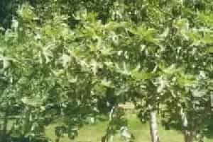 压条繁殖的花卉有哪些?无花果(桑科榕属)蜜果、映日果