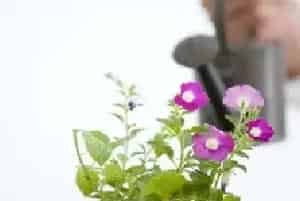 盆景养护管理 | 花盆白碱怎么处理
