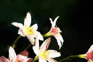 代表春夏秋冬四季的鲜花和花语