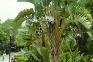 播种繁殖的绿植有哪些?大鹤望兰(芭蕉科鹤望兰属)白鸟蕉、尼可拉鹤望兰