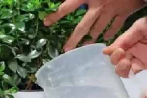 盆栽浇水 | 金鱼吊兰冬天这样浇水 不仅不烂根还生长旺盛