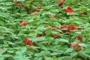 分生繁殖的绿植有哪些?芙蓉葵(锦葵科木槿属)草芙蓉