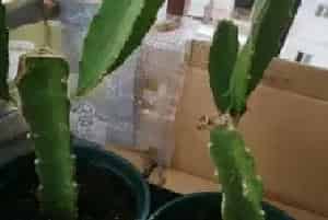 盆景养护管理 | 如何让盆栽火龙果枝条长得粗壮肥厚