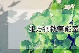 北方铜钱草能室外过冬么