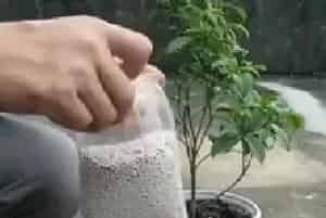 盆栽施肥 | 盆栽桂花如何施肥