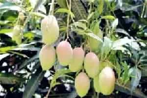 芒果什么季节吃最好？几月份成熟？什么品系最好吃？