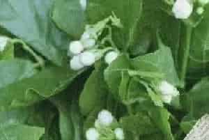 茉莉的花语