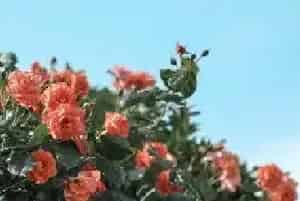 月季花花语 月季花花语及寓意