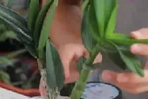 盆栽施肥 | 石斛什么时候施肥合适