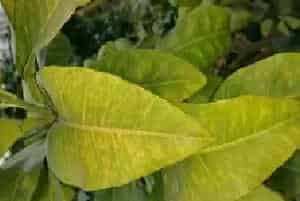 冬季室内植物叶片发黄怎么办