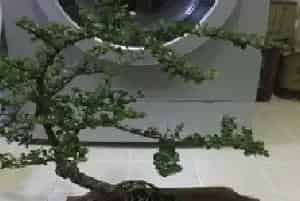 盆景知识 | 珍珠梅冬天在室内落叶吗