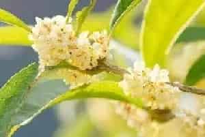 桂花花语 桂花花语是什么