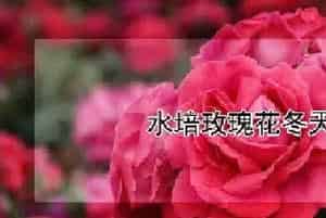 水培玫瑰花冬天怎么养