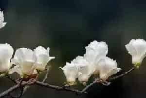 白玉兰花语 白玉兰花语和含义