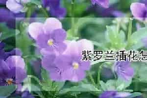紫罗兰插花怎么养