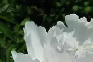 白花的寓意和象征