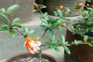 花卉果蔬盆景 | 石榴是先长叶还是先开花