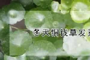 冬天铜钱草发黄怎么养