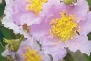 播种繁殖的绿植有哪些?大花紫薇(千屈菜科紫薇属)大叶紫薇、百日红