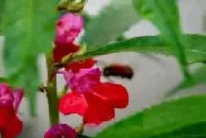 盆景养护管理 | 盆栽花叶上有粘液怎么处理