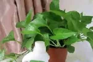 盆栽施肥 | 如何自制花肥营养液及营养液使用方法