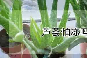 芦荟怕冻吗冬天