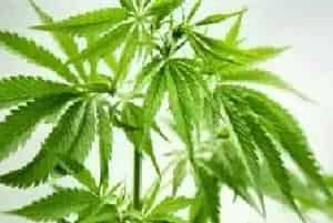 汉麻的栽培对策