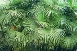 分生繁殖的绿植有哪些?多裂棕竹(棕榈科棕竹属)金山棕