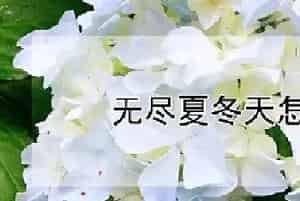 无尽夏冬天怎么养护