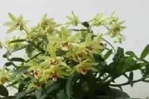 盆景养护管理 | 铁皮石斛冬天怎么办