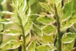 扦插繁殖的绿植有哪些?红雀珊瑚(大戟科红雀珊瑚属)大银龙、洋珊瑚