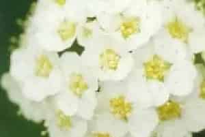 扦插繁殖的绿植有哪些?中华绣线菊(蔷薇科绣线菊属)铁黑汉条
